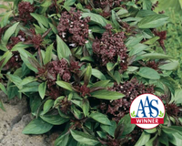 Thai 'Siam Queen' Basil Seeds