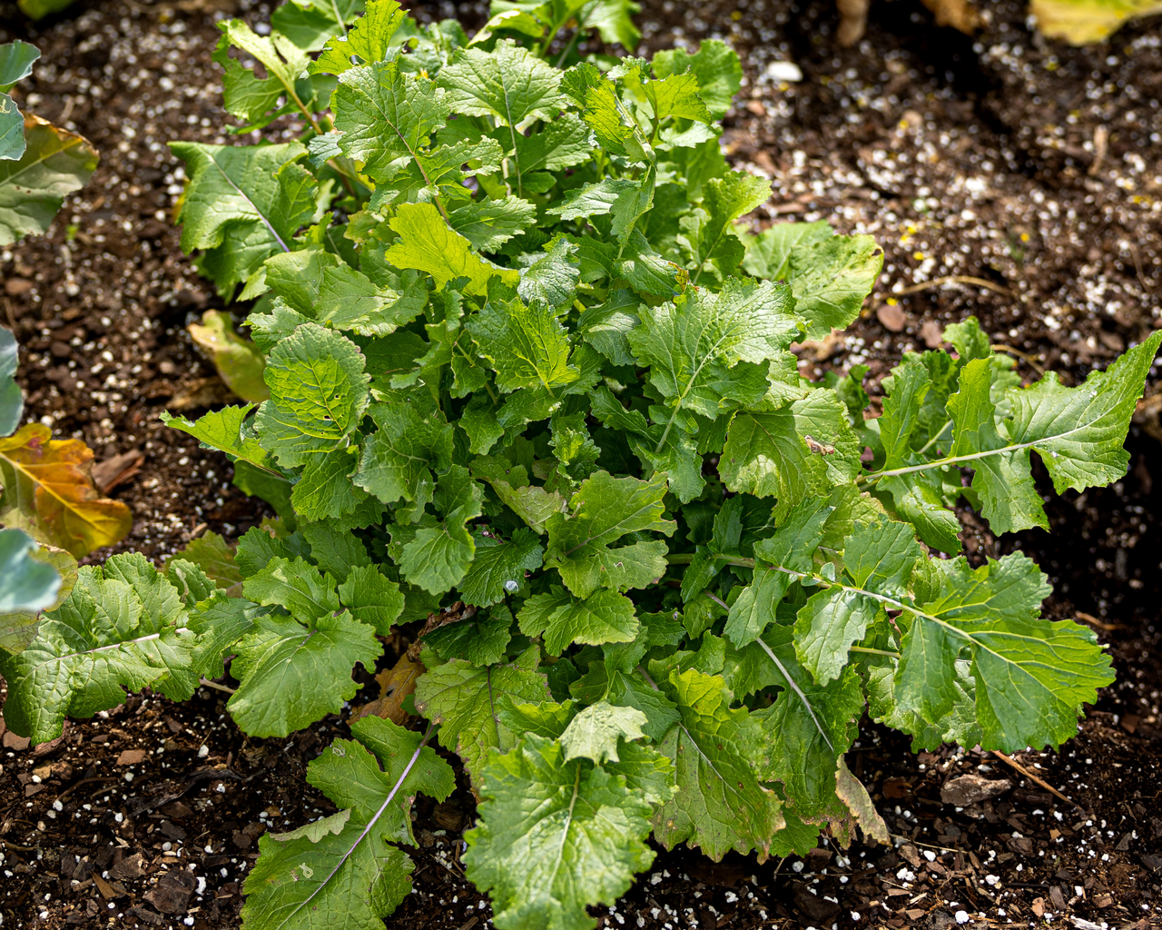 Black-Seeded Simpson Lettuce Seeds