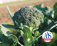 Artwork Baby Hybrid Broccoli Seeds