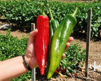 Biggie Chile Hybrid Hot Pepper Seeds