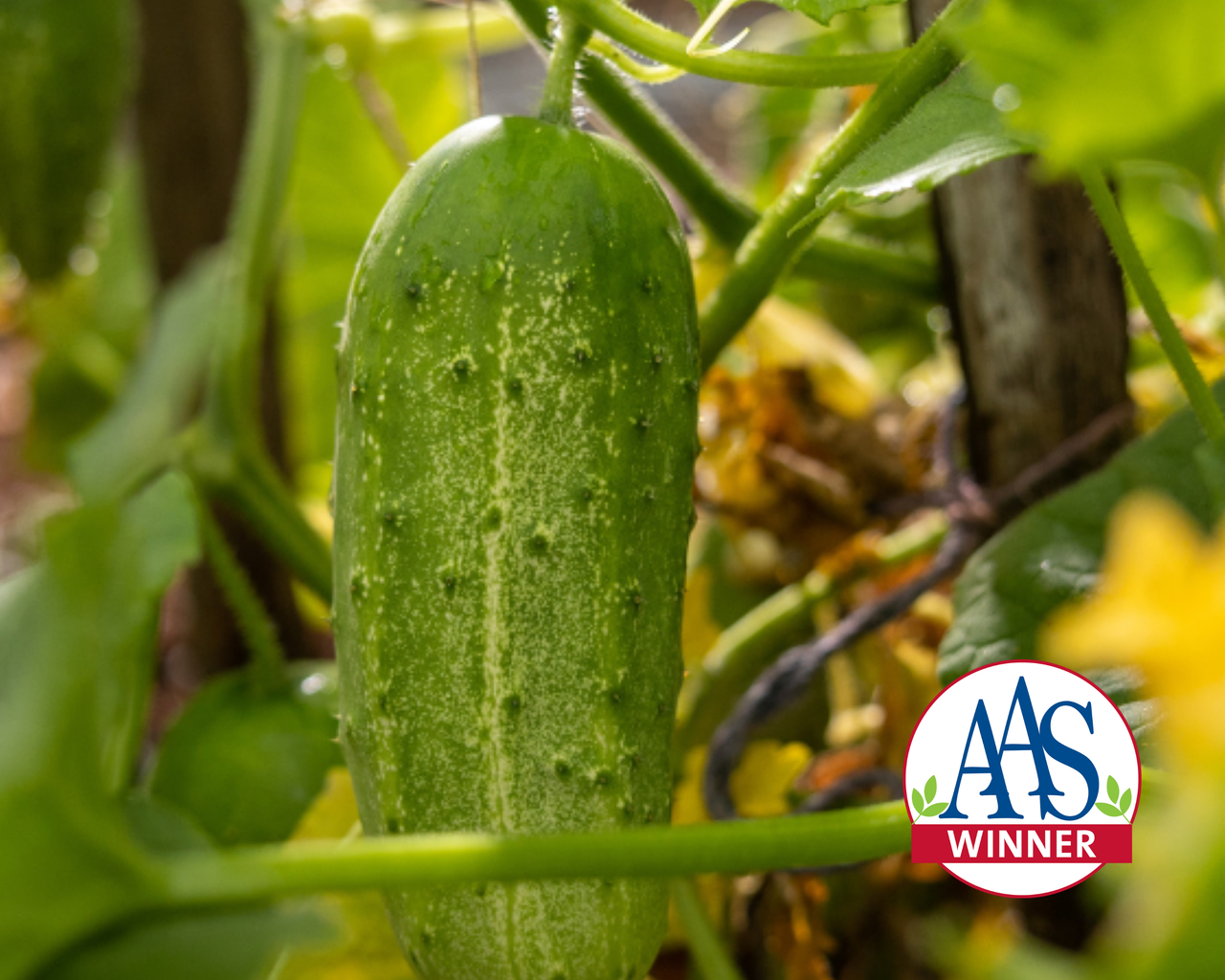 Pick-A-Bushel Hybrid Cucumber Seeds