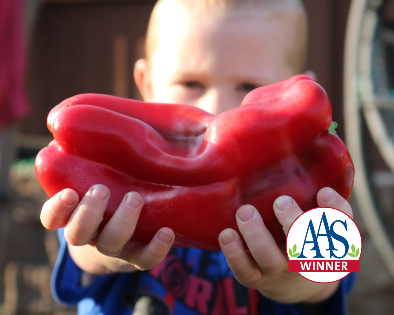 Red Impact Hybrid Pepper Seeds