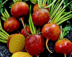 Golden Detroit Beet Seeds