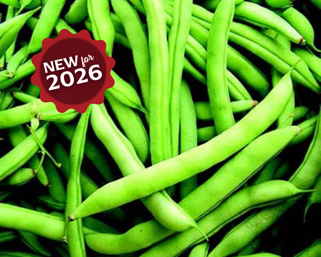 Mountaineer White Half Runner Bean