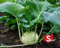Early White Vienna Kohlrabi Seeds