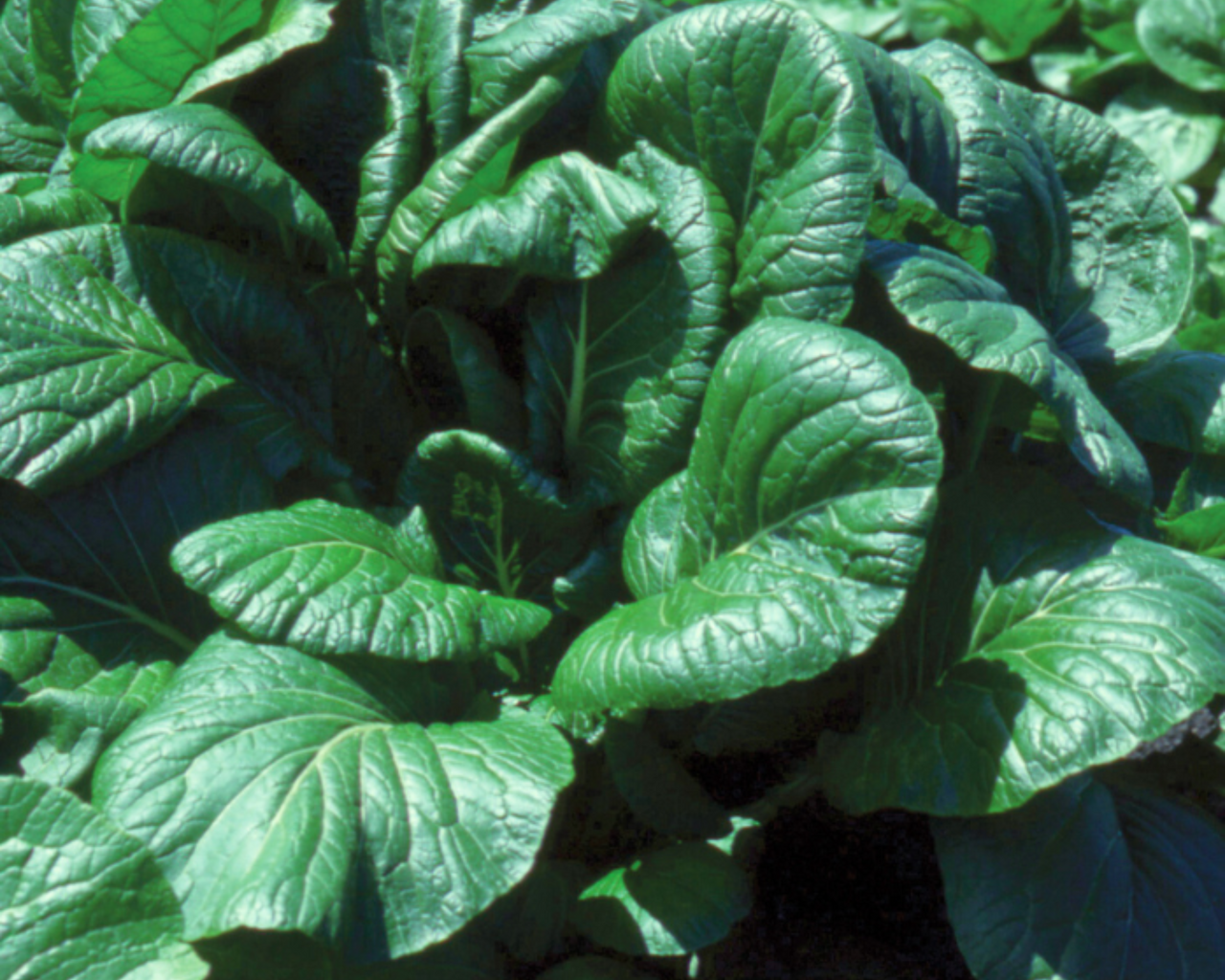 Savanna Hybrid Mustard Green Seeds