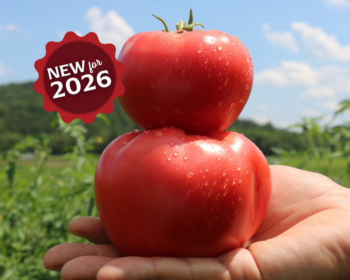 Pink Gal Hybrid Tomato Seeds
