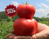 Pink Gal Hybrid Tomato Seeds