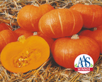 Sunshine Hybrid Kabocha Squash Seeds