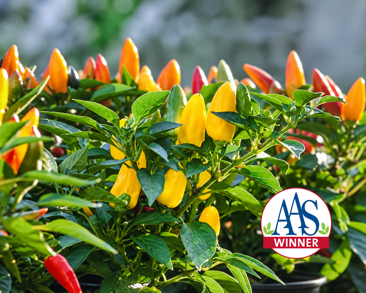 Pretty N Sweet Hybrid Pepper Seeds
