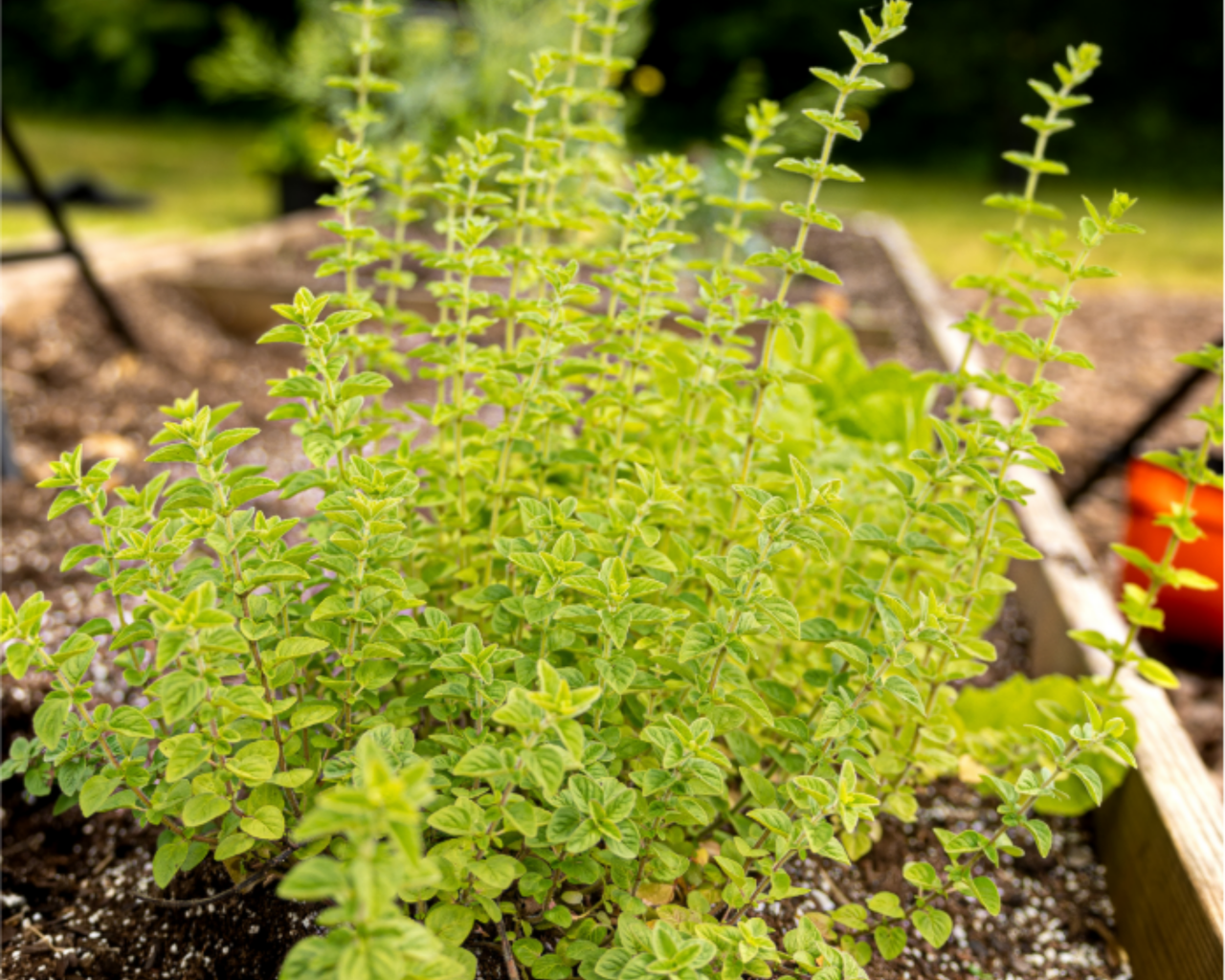 Thyme Seeds, German Winter Seeds