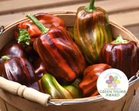 Candy Cane Chocolate Cherry Hybrid Pepper Seeds