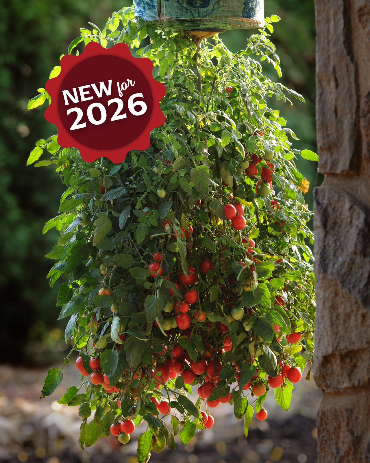 Topsy Tom Hybrid Tomato Seeds