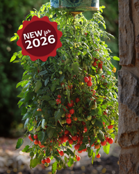 Topsy Tom Hybrid Tomato Seeds