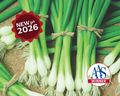 Warrior Bunching Onion