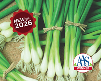 Warrior Bunching Onion