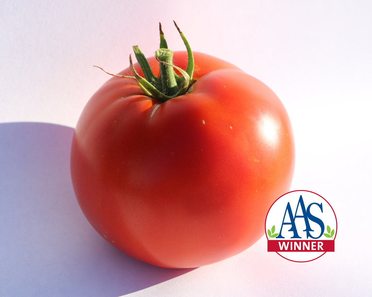 Big Beef Plus Hybrid Tomato Seeds