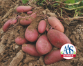 Clancy Hybrid Potato Seeds