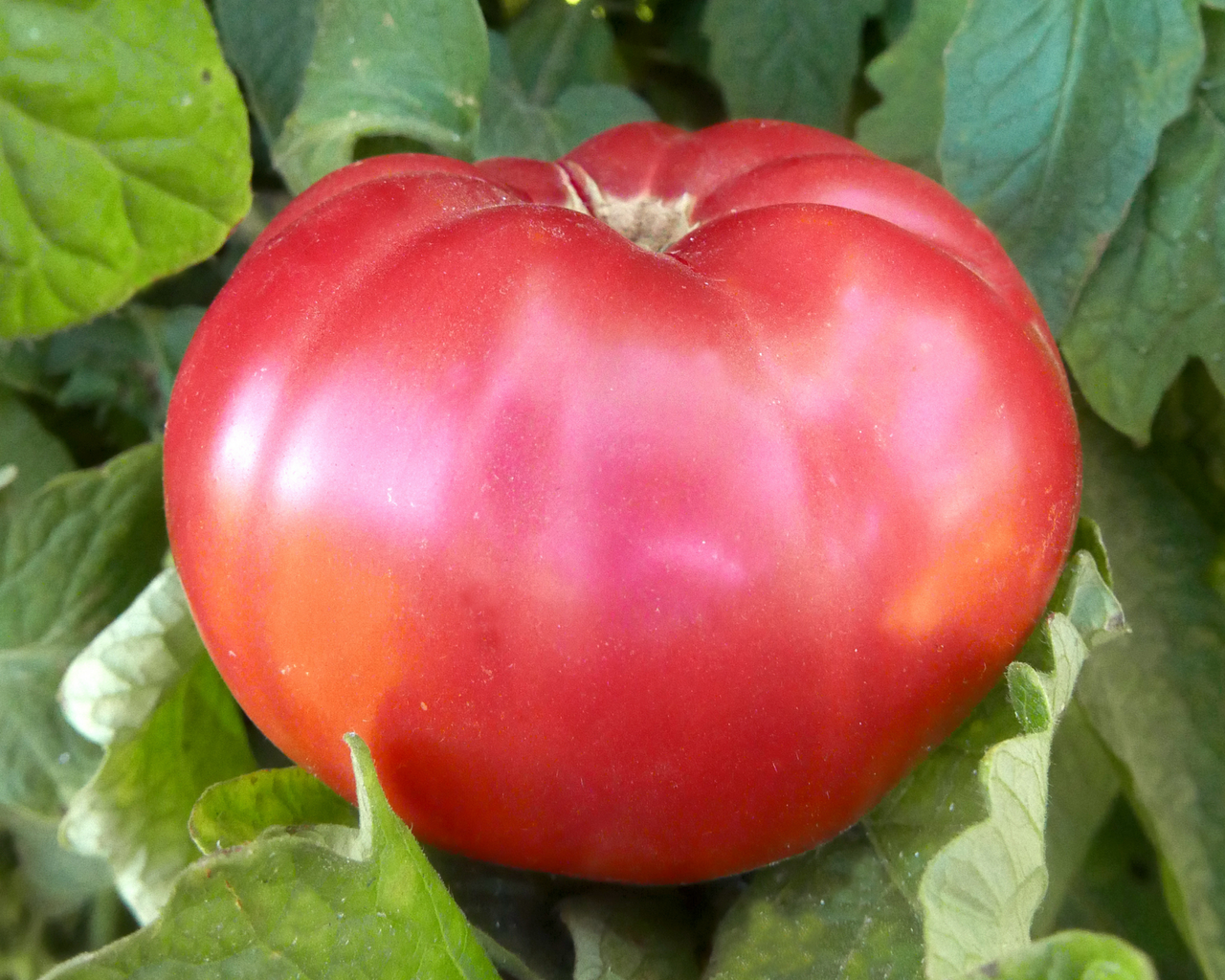 Giant Belgium Tomato Seeds