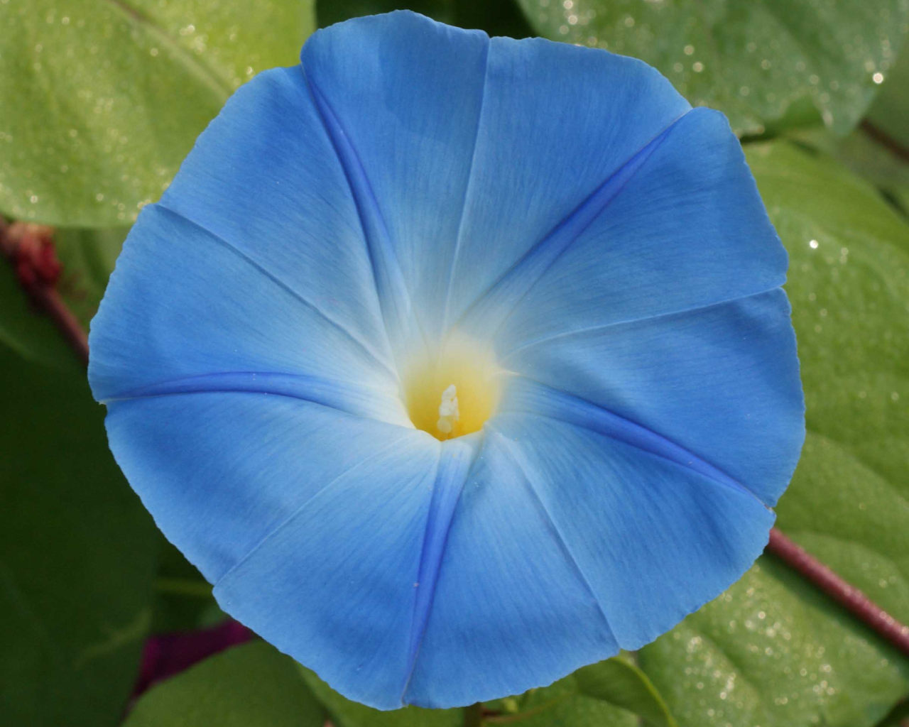 Heavenly Blue Morning Glory Seeds