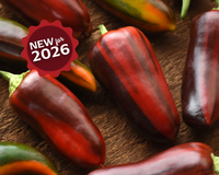 Mocha Swirl Hybrid Pepper Seeds