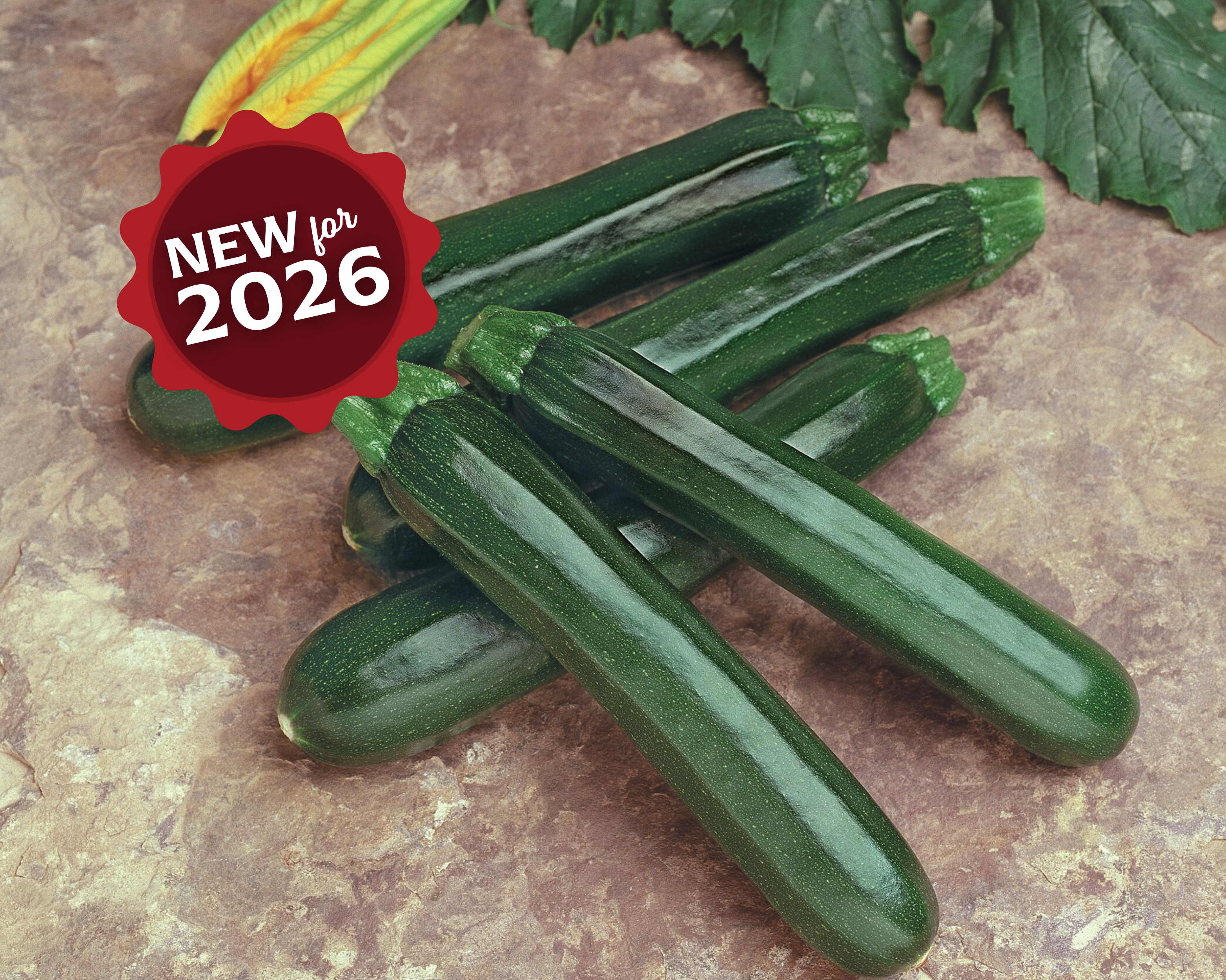 Raven Hybrid Zucchini Seeds