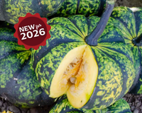 Phantomita Hybrid Pumpkin Seeds