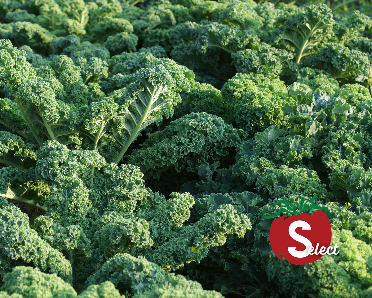 Dwarf Blue Curled Kale Seeds