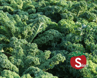 Dwarf Blue Curled Kale Seeds