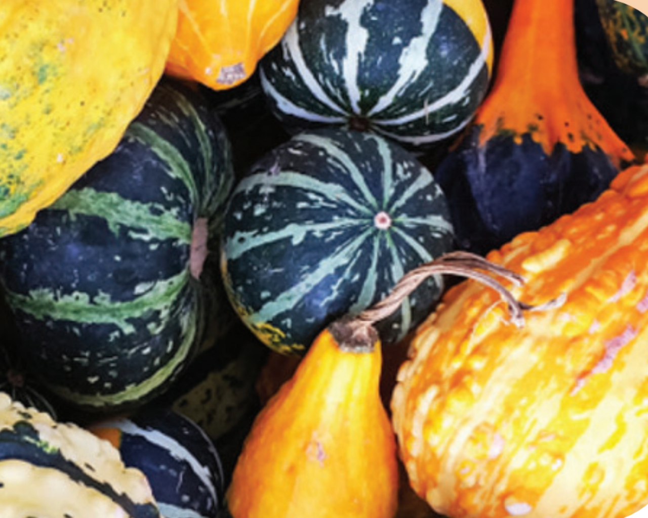 Large and Small Ornamental Mix Gourd Seeds