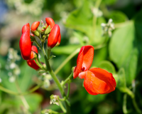 Scarlet Runner Bean