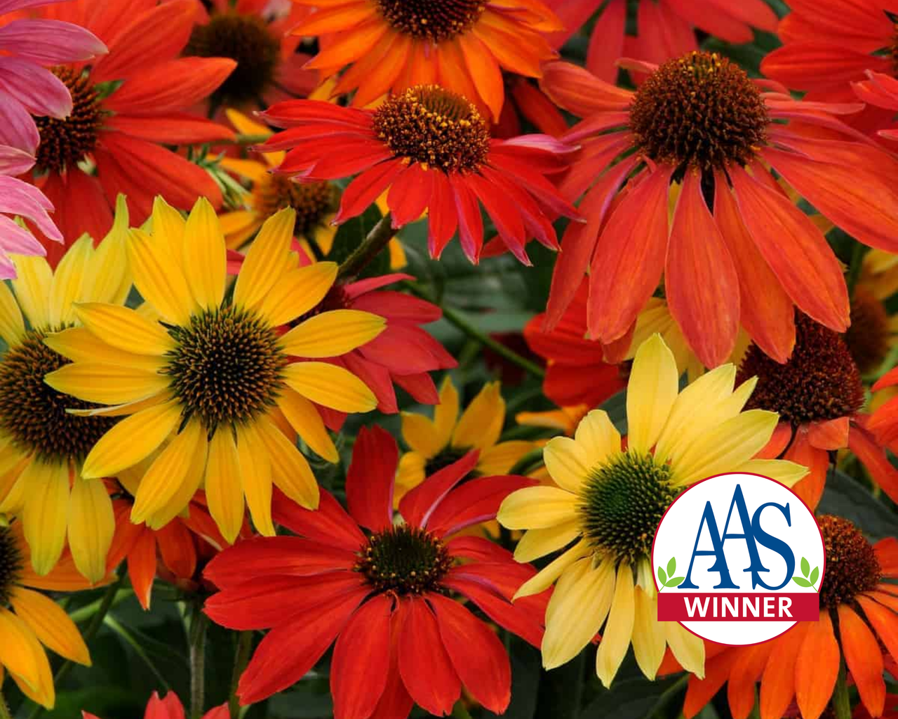 Cheyenne Spirit Echinacea Seeds