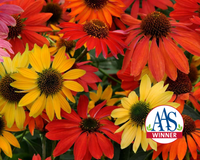 Cheyenne Spirit Echinacea Seeds