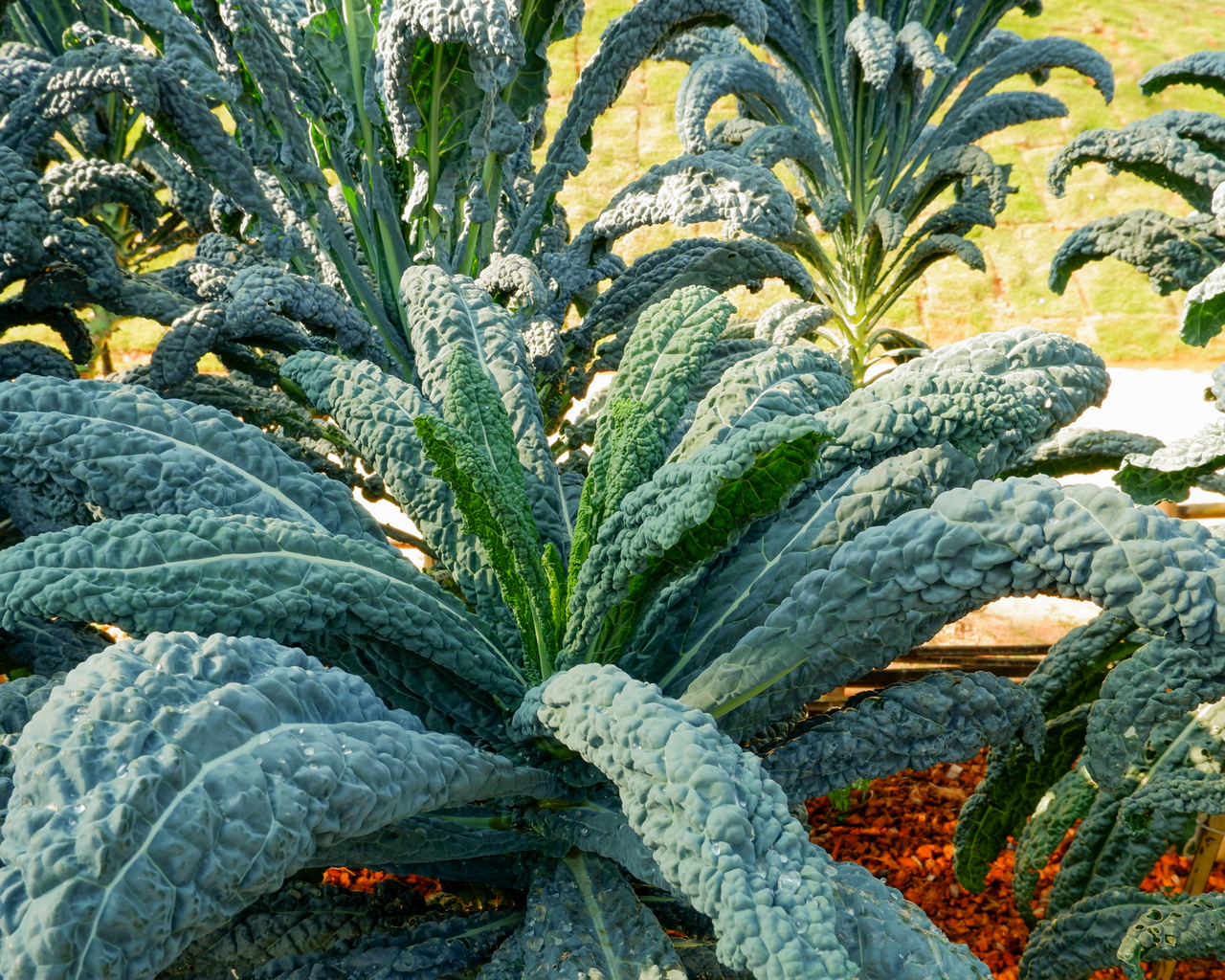 Lacinato Kale Seeds