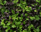 SimplySalad® Global Gourmet Mix Seeds