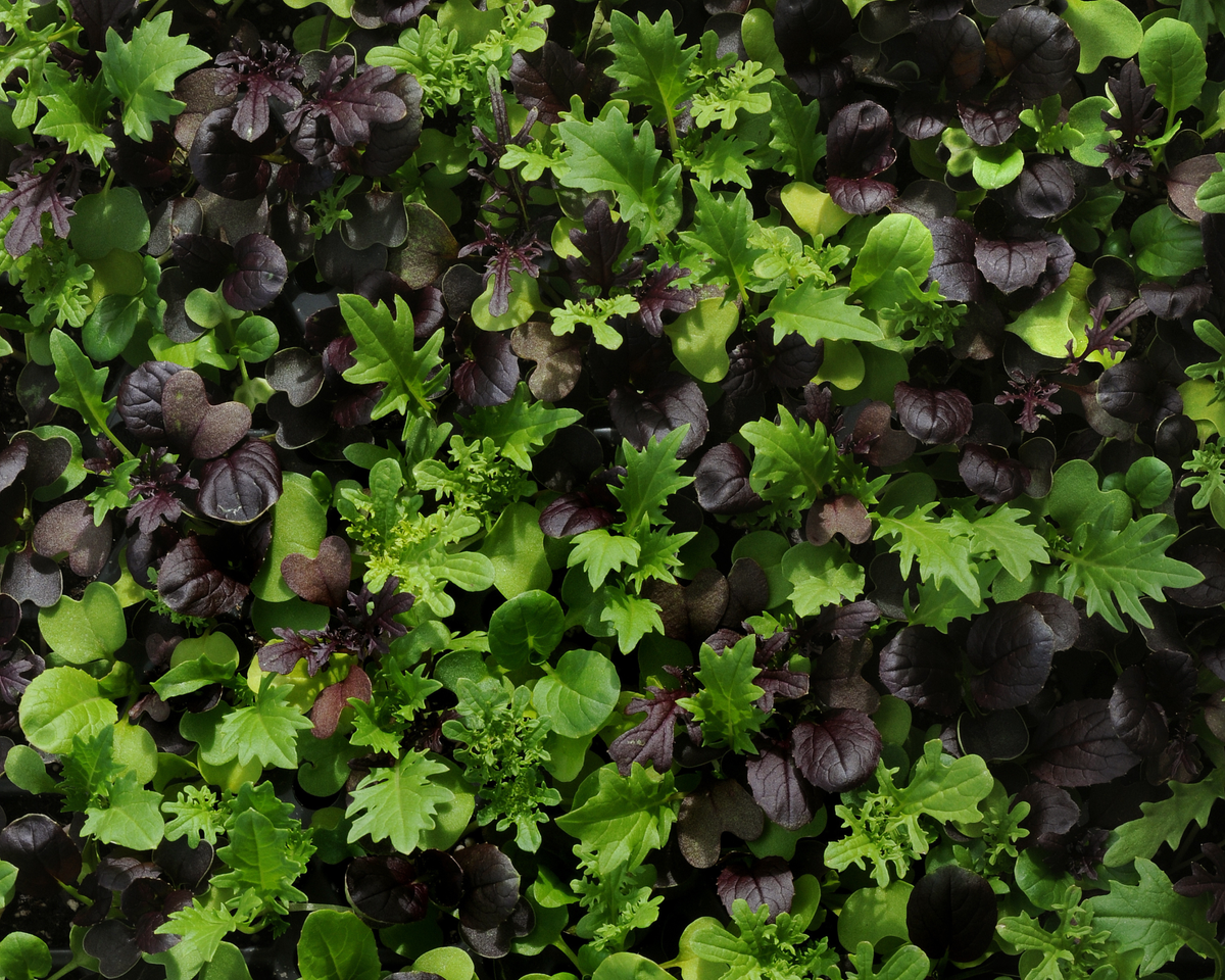 SimplySalad® Global Gourmet Mix Seeds