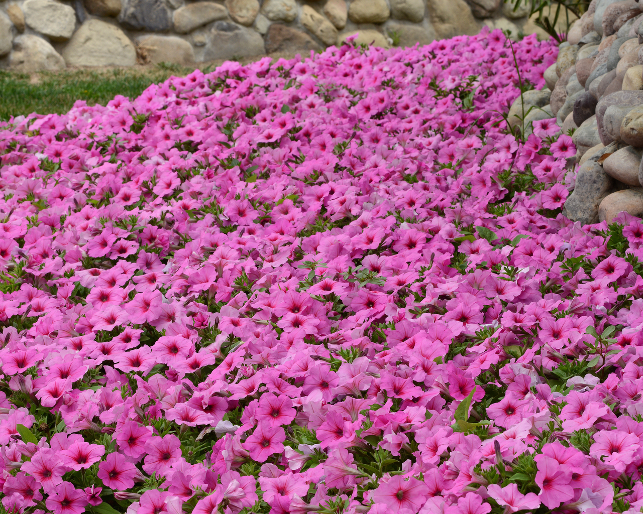 Hybrid Easy Wave Pink Passion Spreading Petunia Seeds