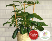 Quick Snack Hybrid Cucumber Seeds | Kitchen Minis