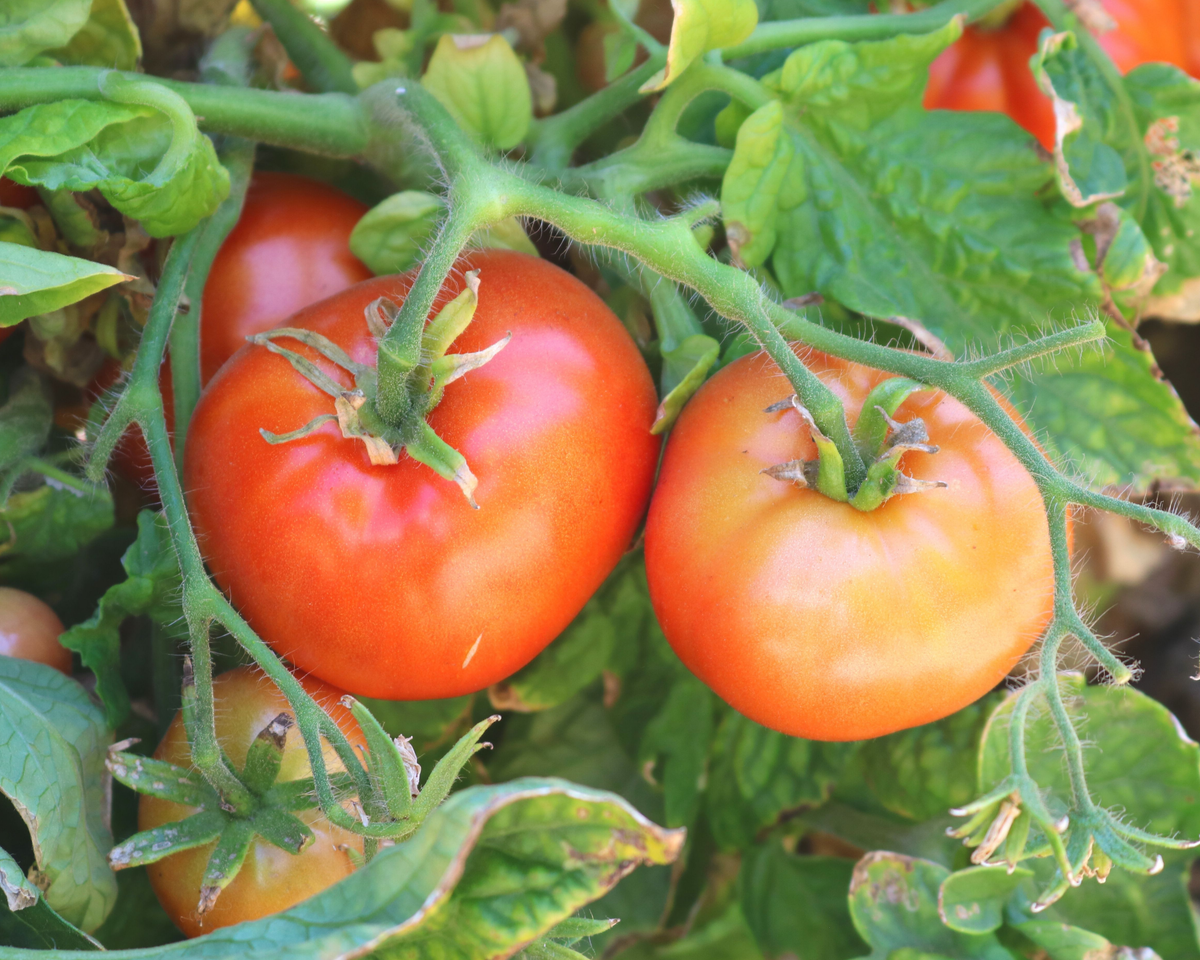 Patio Hybrid Tomato Seeds