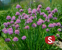 Chive Seeds