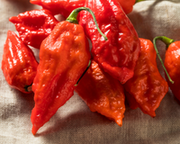 Bhut Jolokia Hot Pepper Seeds