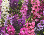 Serena Hybrid Mix Angelonia Seeds