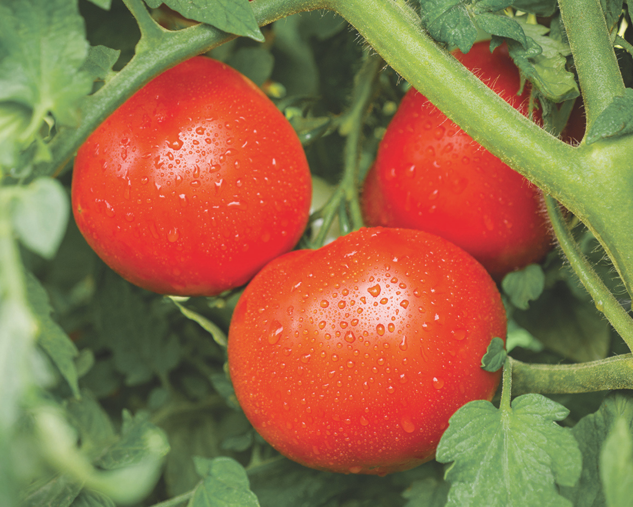 Tasti Lee™ Hybrid Tomato Seeds