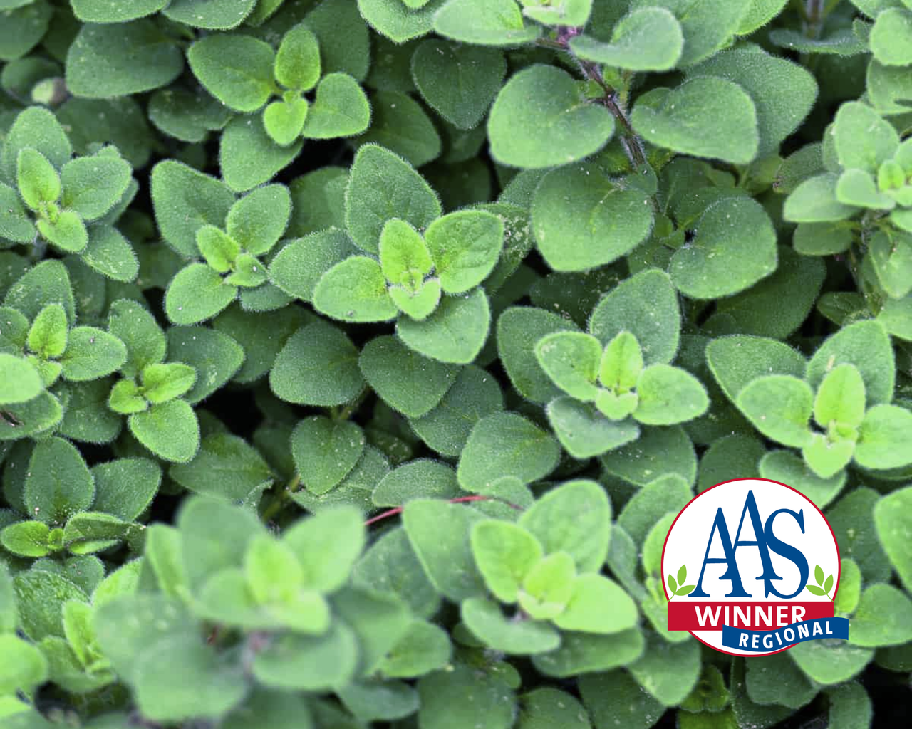 Oregano Seeds, Cleopatra