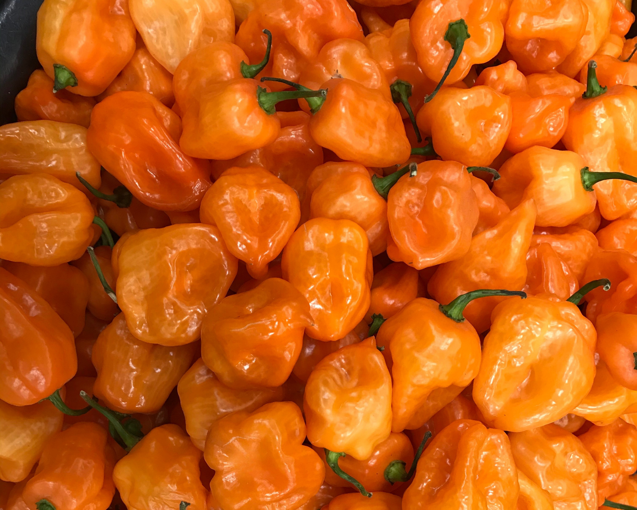 Habanero Orange Hot Pepper Seeds