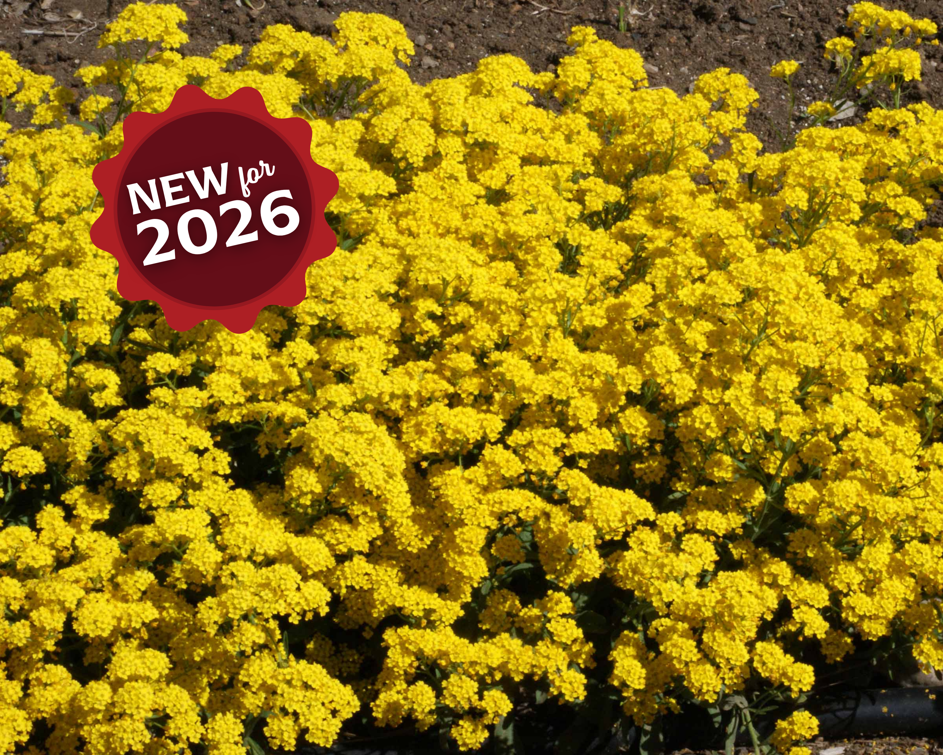 Basket of Gold Alyssum Seeds