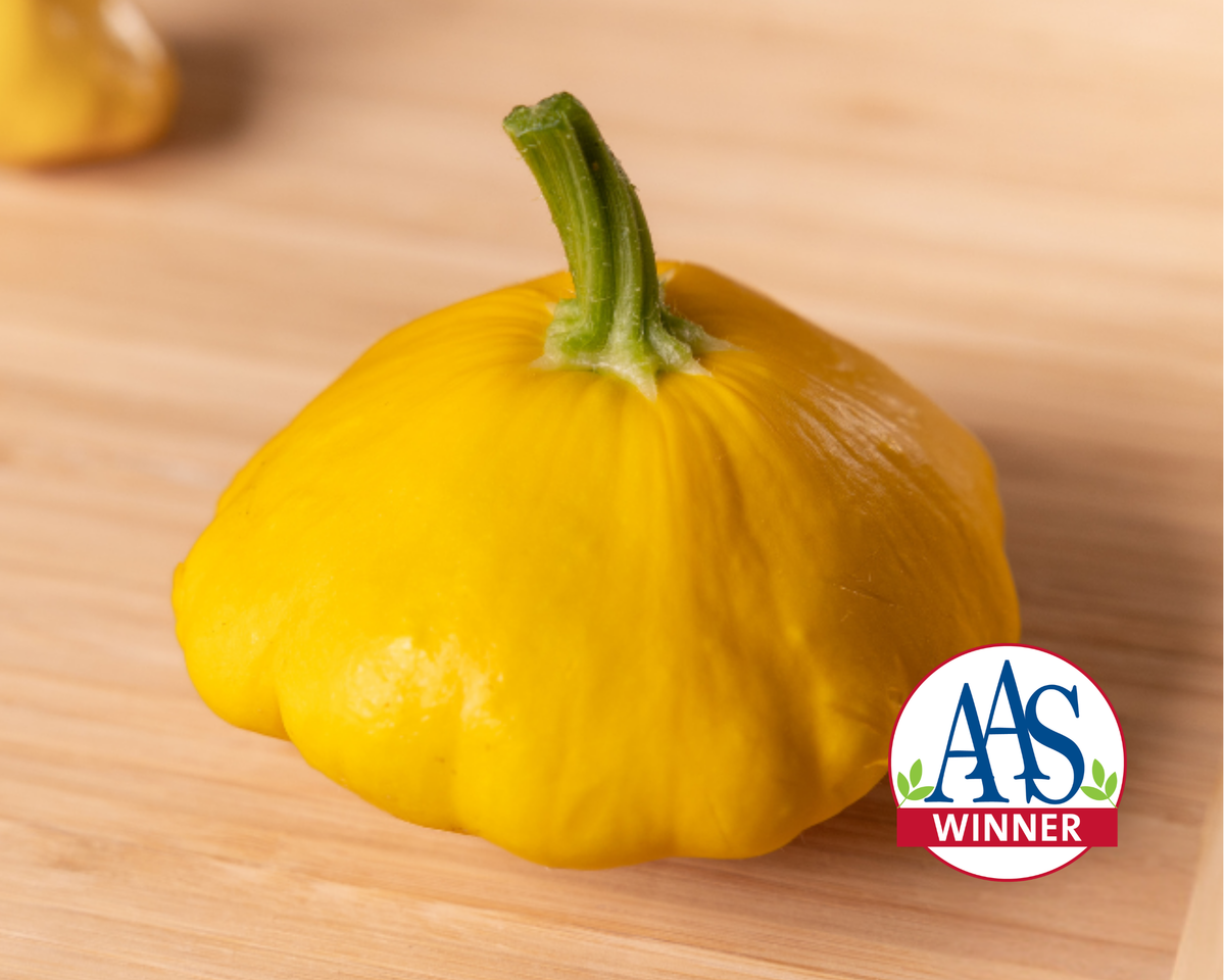 Sunburst Hybrid Summer Squash Seeds