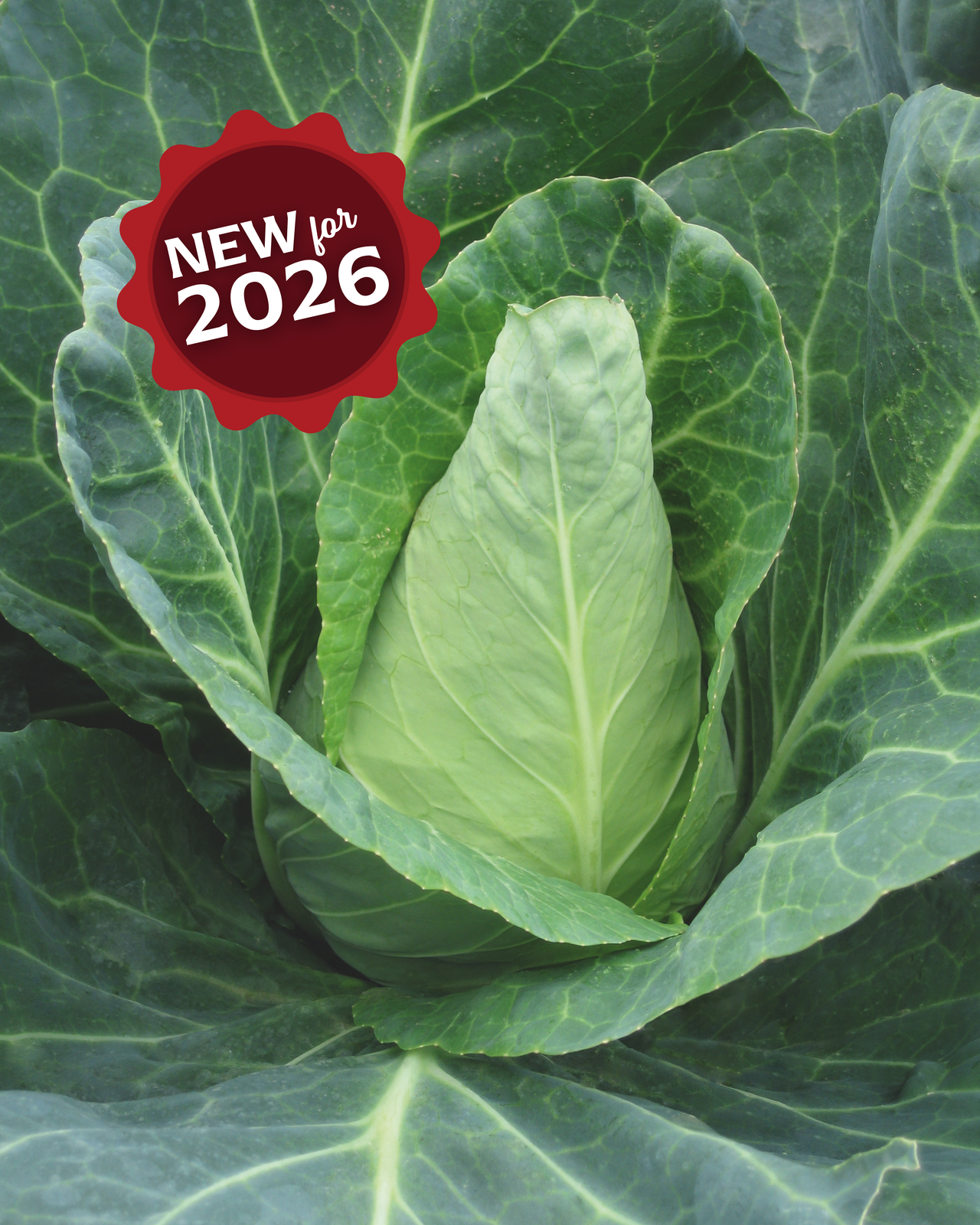 Caraflex Hybrid Cabbage Seeds