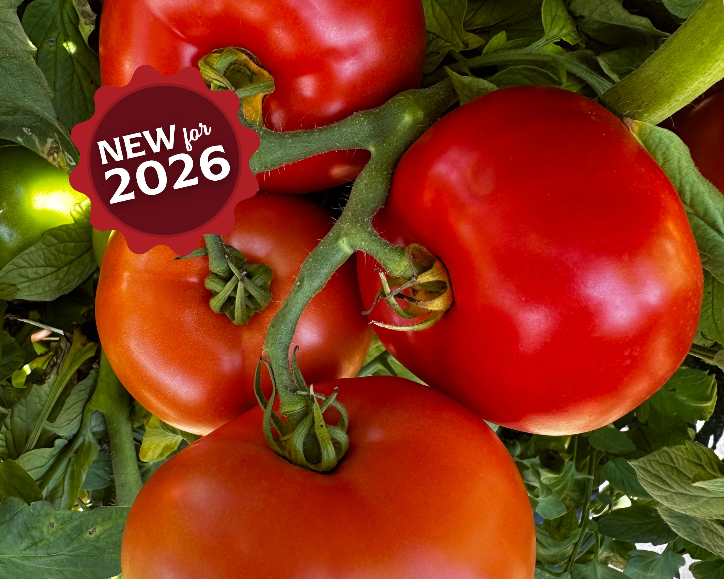 Jolene Hybrid Tomato Seeds