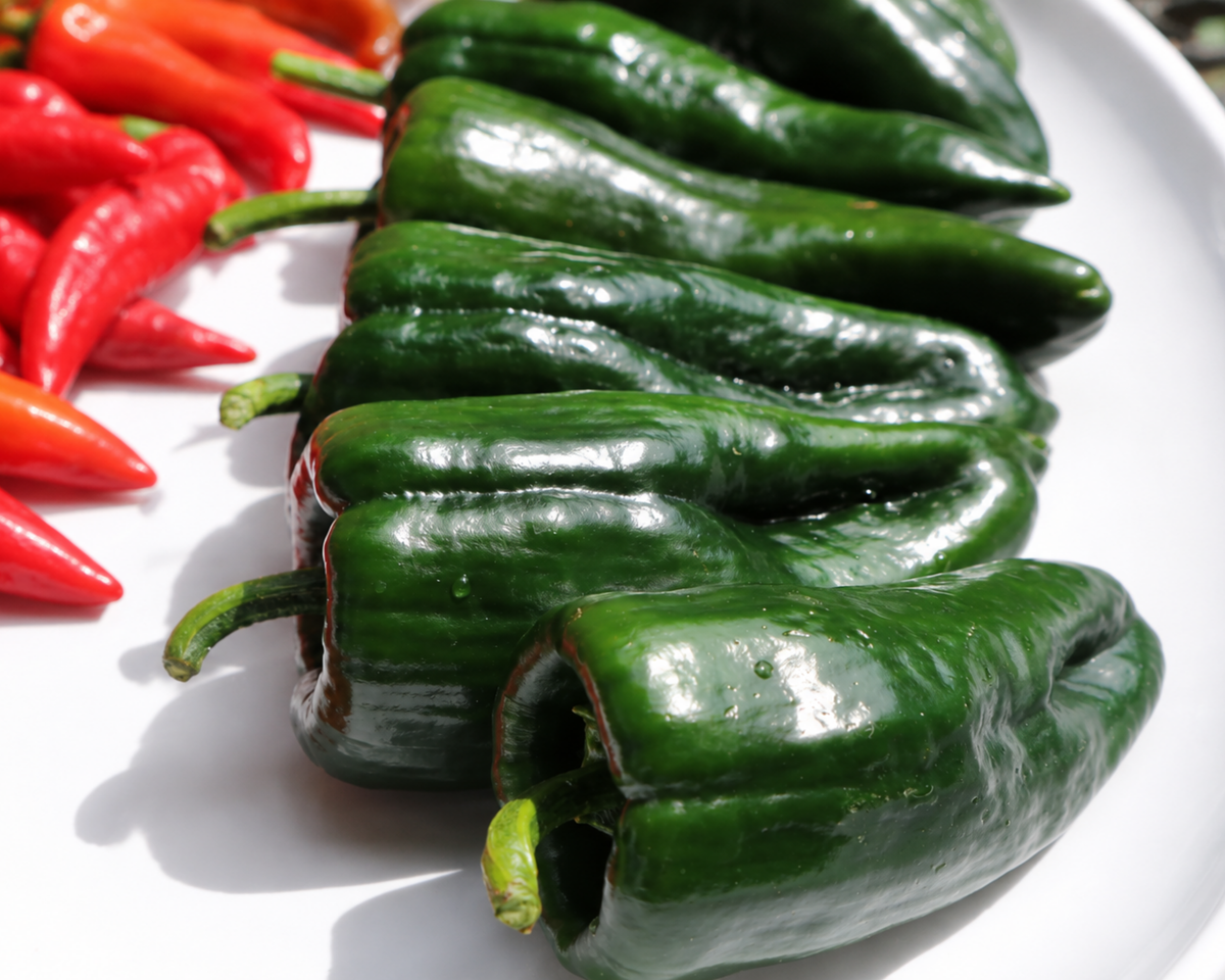 Carranza Hybrid Pepper Seeds
